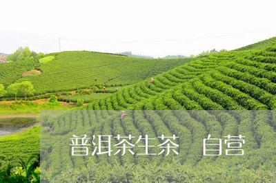 普洱茶生茶 自营/2023041043816